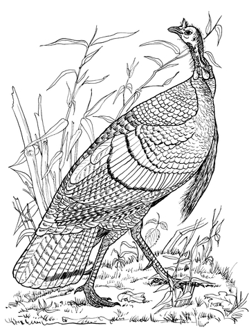 Wild Turkey Hen Coloring Page